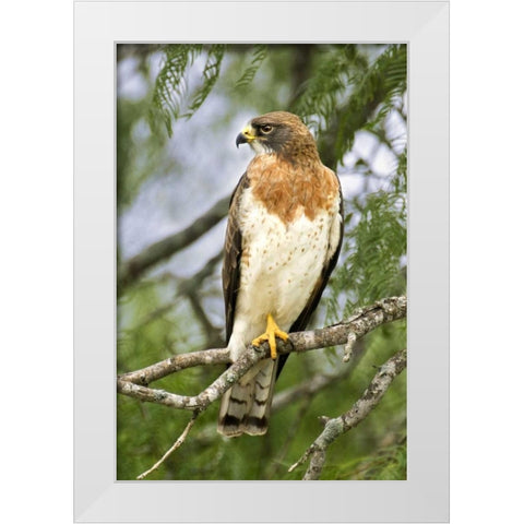 TX, Edinburgh Swainsons hawk on tree limb White Modern Wood Framed Art Print by Welling, Dave