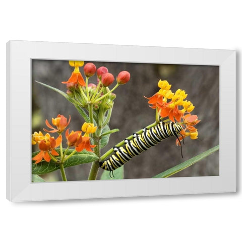 TX, Hill Country Monarch butterfly caterpillar White Modern Wood Framed Art Print by Welling, Dave