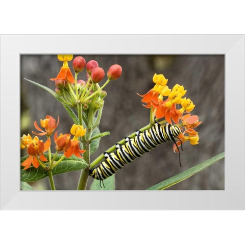 TX, Hill Country Monarch butterfly caterpillar White Modern Wood Framed Art Print by Welling, Dave