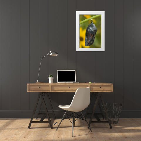 TX, Hill Country Monarch butterfly chrysalis White Modern Wood Framed Art Print by Welling, Dave