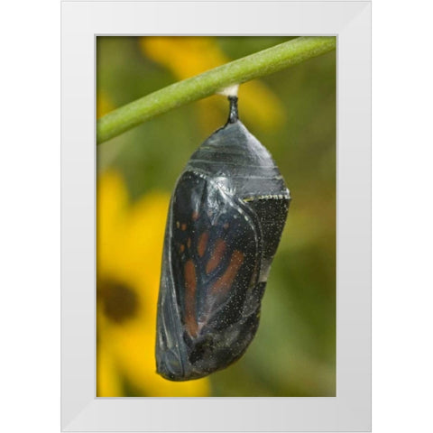 TX, Hill Country Monarch butterfly chrysalis White Modern Wood Framed Art Print by Welling, Dave