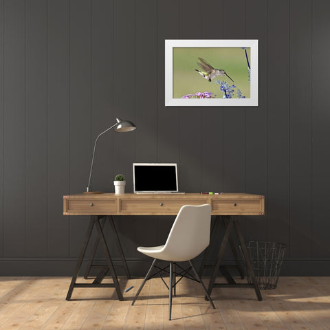TX, Hill Co Female black-chinned hummingbird White Modern Wood Framed Art Print by Welling, Dave