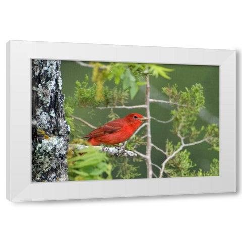TX, Hill Country Summer tanager on tree limb White Modern Wood Framed Art Print by Welling, Dave