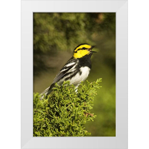 TX, Hill Country, Golden-cheek warbler singing White Modern Wood Framed Art Print by Welling, Dave