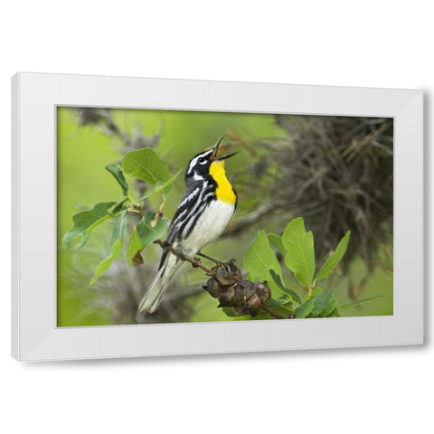 TX, Hill Country Yellow-throated warbler singing White Modern Wood Framed Art Print by Welling, Dave