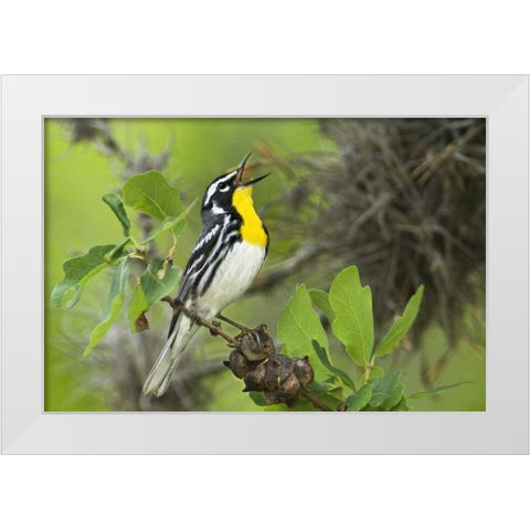 TX, Hill Country Yellow-throated warbler singing White Modern Wood Framed Art Print by Welling, Dave