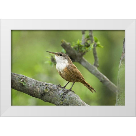 Texas, Hill Country Canyon wren on tree branch White Modern Wood Framed Art Print by Welling, Dave