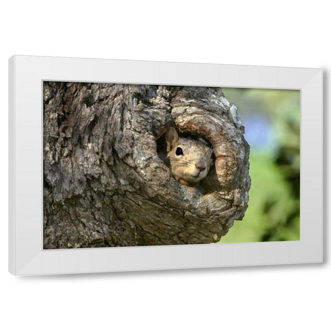 TX, Hill Country Eastern fox squirrel in tree White Modern Wood Framed Art Print by Welling, Dave