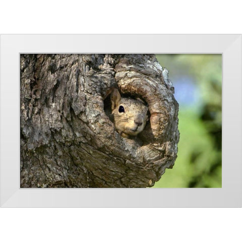 TX, Hill Country Eastern fox squirrel in tree White Modern Wood Framed Art Print by Welling, Dave