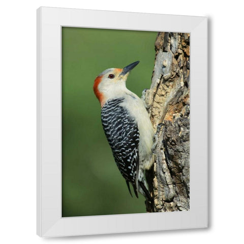 TX, Lipscomb Red-bellied woodpecke on stump White Modern Wood Framed Art Print by Welling, Dave
