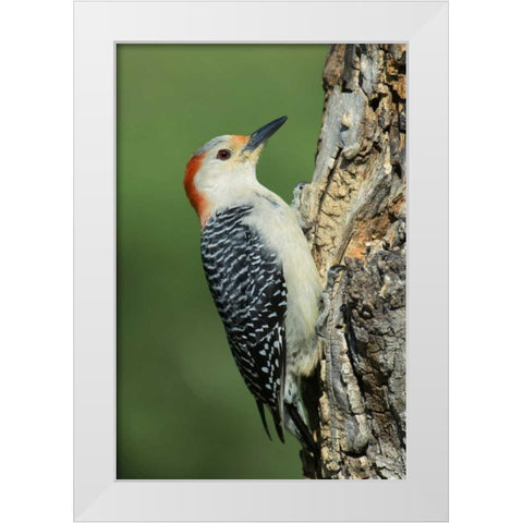 TX, Lipscomb Red-bellied woodpecke on stump White Modern Wood Framed Art Print by Welling, Dave