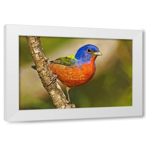 TX, McAllen Male painted bunting perched in tree White Modern Wood Framed Art Print by Welling, Dave