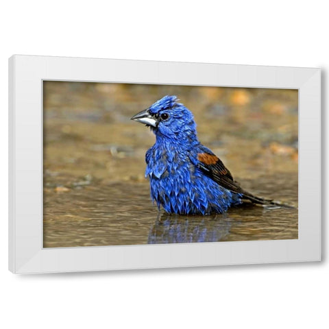TX, McAllen Male blue grosbeak bathing White Modern Wood Framed Art Print by Welling, Dave