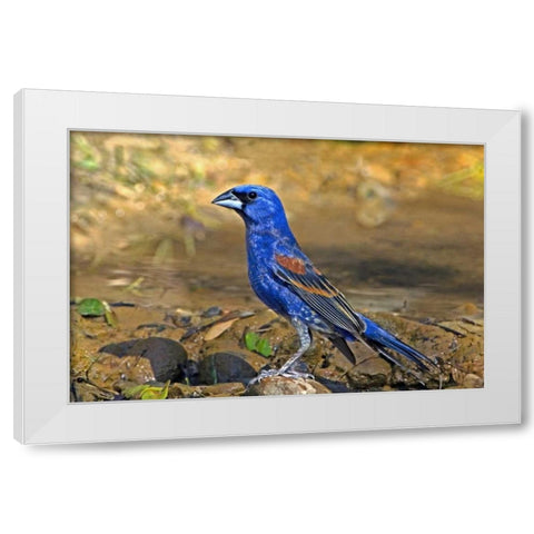 TX, McAllen Blue grosbeak male on rock in pond White Modern Wood Framed Art Print by Welling, Dave