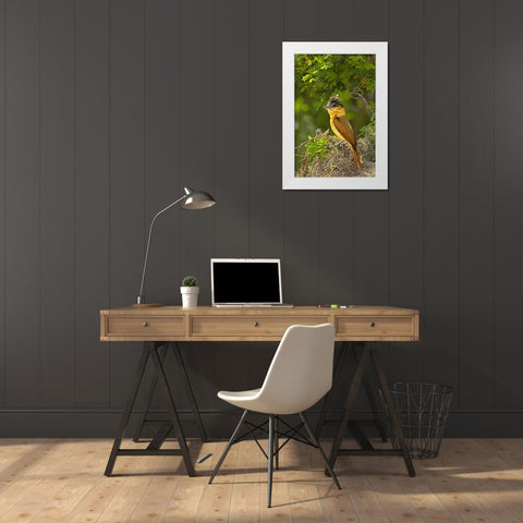 TX, Santa Ana NWR Rose-throated becard on nest White Modern Wood Framed Art Print by Welling, Dave