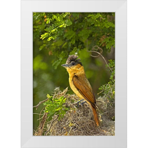 TX, Santa Ana NWR Rose-throated becard on nest White Modern Wood Framed Art Print by Welling, Dave