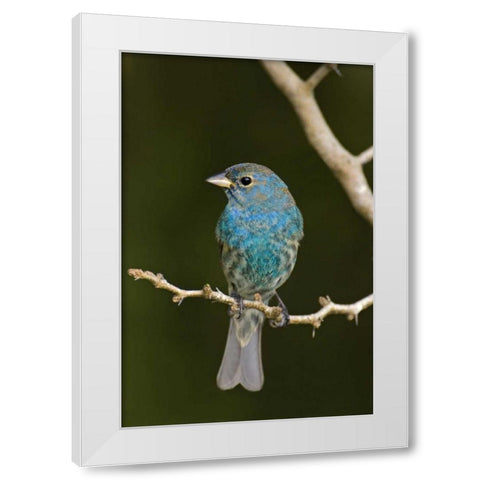TX, South Padre Island Indigo bunting on branch White Modern Wood Framed Art Print by Welling, Dave