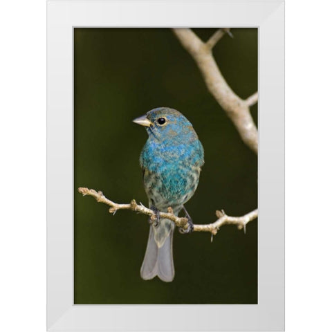 TX, South Padre Island Indigo bunting on branch White Modern Wood Framed Art Print by Welling, Dave
