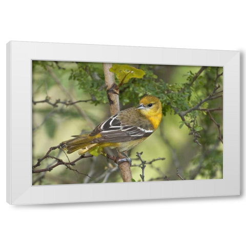 TX, South Padre Island, Female Baltimore oriole White Modern Wood Framed Art Print by Welling, Dave