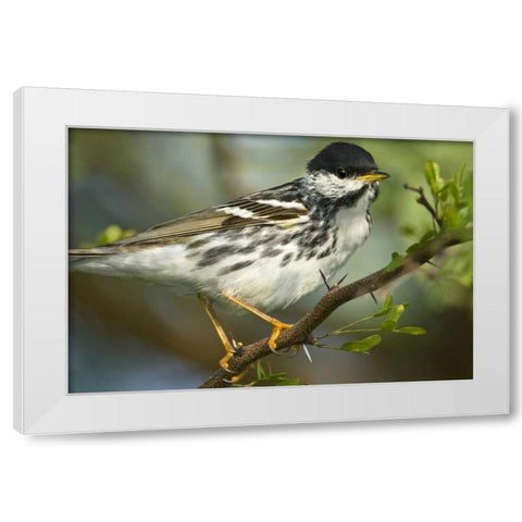 TX, Blackpoll warbler in breeding plumage White Modern Wood Framed Art Print by Welling, Dave