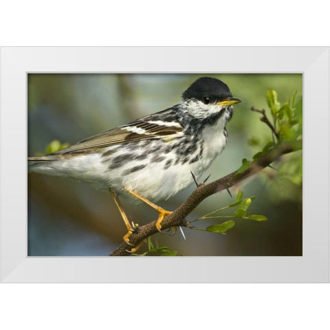 TX, Blackpoll warbler in breeding plumage White Modern Wood Framed Art Print by Welling, Dave