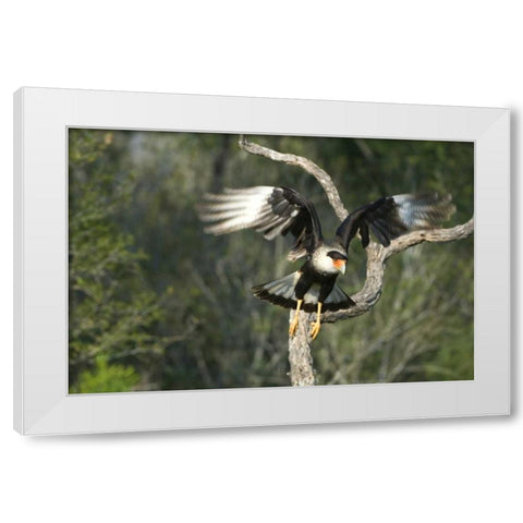 TX, Starr Co, Crested caracara taking flight White Modern Wood Framed Art Print by Welling, Dave