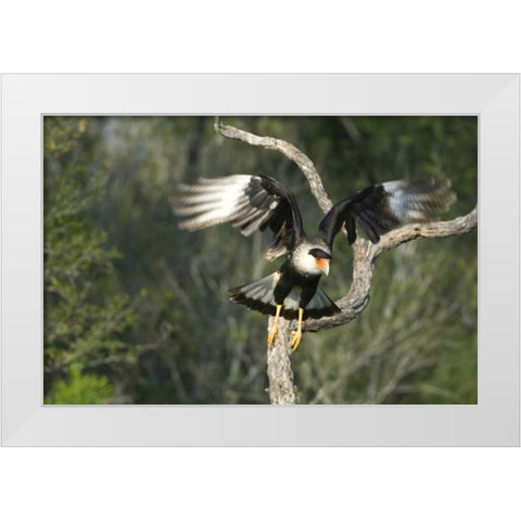 TX, Starr Co, Crested caracara taking flight White Modern Wood Framed Art Print by Welling, Dave