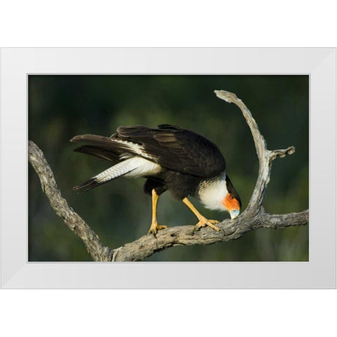 TX, Starr Co, Crested caracara cleaning its bill White Modern Wood Framed Art Print by Welling, Dave