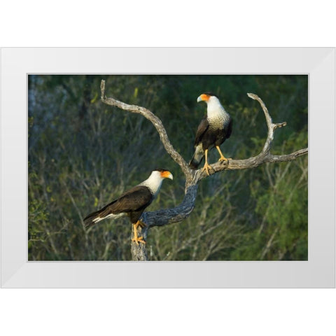 TX, Starr Co, Crested caracara pair on dead snag White Modern Wood Framed Art Print by Welling, Dave
