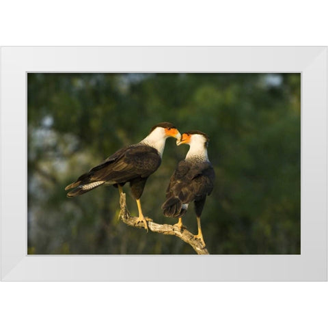 TX, Starr Co, Crested caracara pair on dead snag White Modern Wood Framed Art Print by Welling, Dave