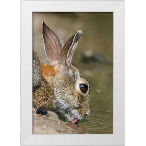 TX, Starr Co, Desert cottontail rabbit drinking White Modern Wood Framed Art Print by Welling, Dave
