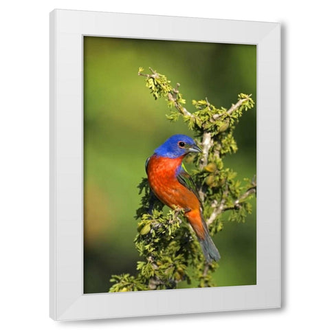 Texas, Tilden Painted bunting perched in tree White Modern Wood Framed Art Print by Welling, Dave