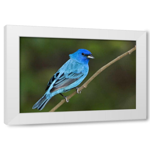TX, South Padre Island Indigo bunting male White Modern Wood Framed Art Print by Welling, Dave
