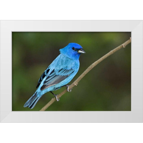 TX, South Padre Island Indigo bunting male White Modern Wood Framed Art Print by Welling, Dave