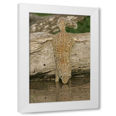 Texas, Starr Co Mexican ground squirrel drinking White Modern Wood Framed Art Print by Illg, Cathy and Gordon