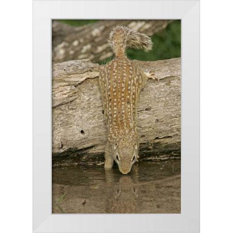 Texas, Starr Co Mexican ground squirrel drinking White Modern Wood Framed Art Print by Illg, Cathy and Gordon