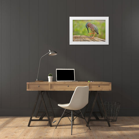 Texas, McAllen Green heron studying its feet White Modern Wood Framed Art Print by Welling, Dave
