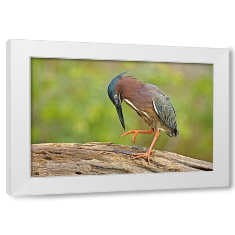 Texas, McAllen Green heron studying its feet White Modern Wood Framed Art Print by Welling, Dave