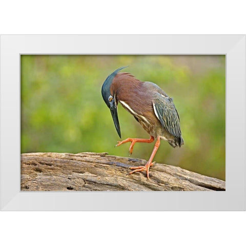 Texas, McAllen Green heron studying its feet White Modern Wood Framed Art Print by Welling, Dave