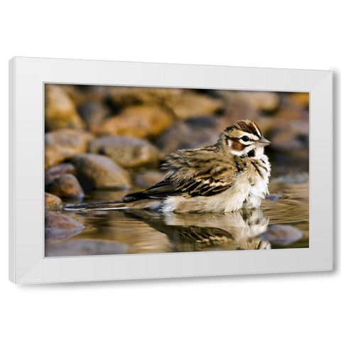 TX, McAllen Lark sparrow bathing in small pond White Modern Wood Framed Art Print by Welling, Dave