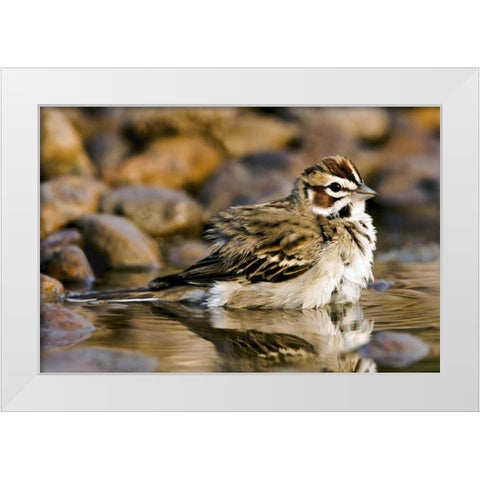 TX, McAllen Lark sparrow bathing in small pond White Modern Wood Framed Art Print by Welling, Dave