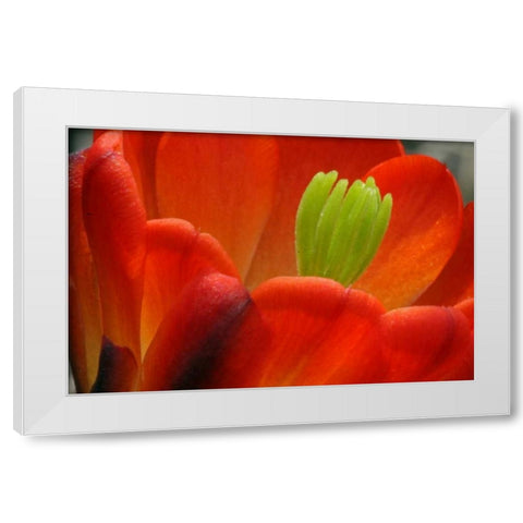 TX, Kimble Co Claret cup cactus blossom White Modern Wood Framed Art Print by Illg, Cathy and Gordon