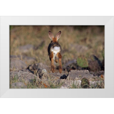 TX, Kimble Co, Cottontail rabbit running White Modern Wood Framed Art Print by Illg, Cathy and Gordon