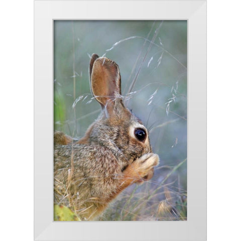TX, Kimble Co, Cottontail rabbit washing White Modern Wood Framed Art Print by Illg, Cathy and Gordon