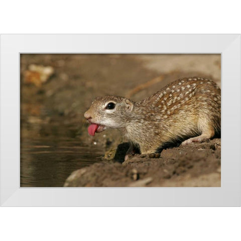 TX, Starr Co, Mexican ground squirrel drinking White Modern Wood Framed Art Print by Illg, Cathy and Gordon