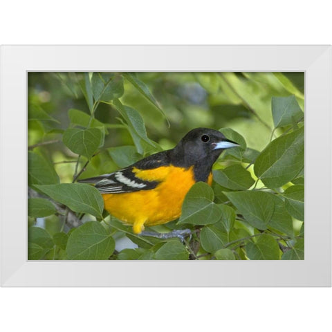 TX, South Padre Isl Portrait of Baltimore oriole White Modern Wood Framed Art Print by Welling, Dave