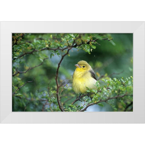 TX, South Padre Island Scarlet tanager on limb White Modern Wood Framed Art Print by Welling, Dave