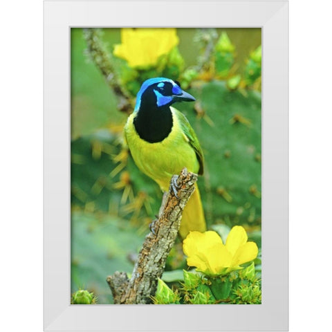 TX, McAllen Green jay among opuntia flowers White Modern Wood Framed Art Print by Welling, Dave