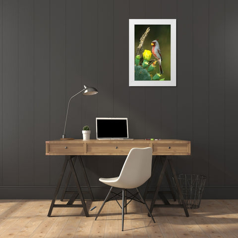 TX, McAllen Pyrrhuloxia on dead branch opuntia White Modern Wood Framed Art Print by Welling, Dave