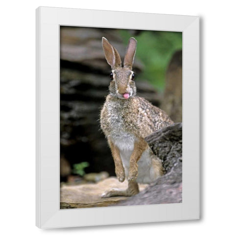 TX, Wild desert cottontail rabbit with tongue out White Modern Wood Framed Art Print by Welling, Dave